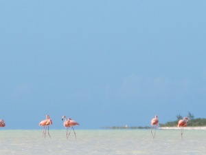 Flamingoes on Holbox